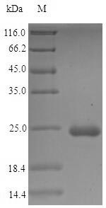 Bacterial lpp Protein蛋白，orb383