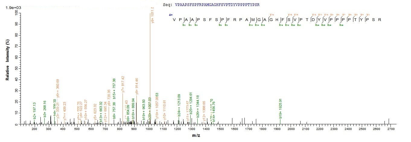 Mouse Zc3h12a Protein蛋白，orb604