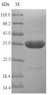 Bacterial hasA Protein蛋白,orb38