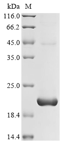Human TRBC1 Protein蛋白，orb60443