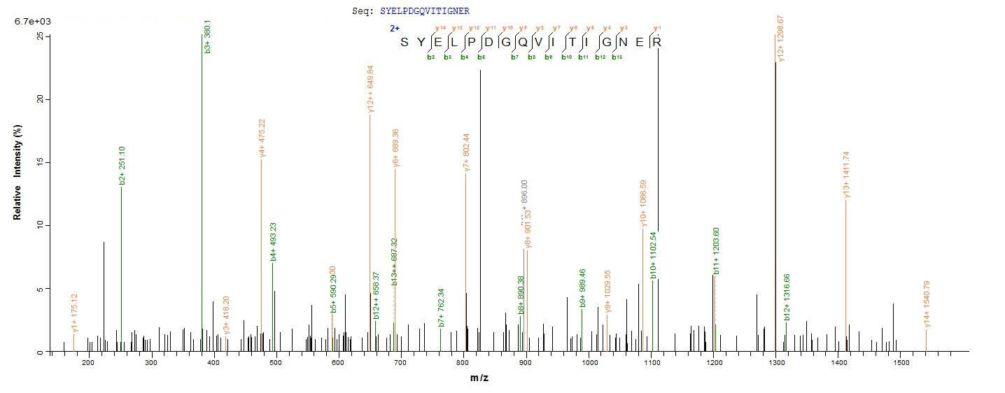 Human ACTB Protein蛋白,orb603889