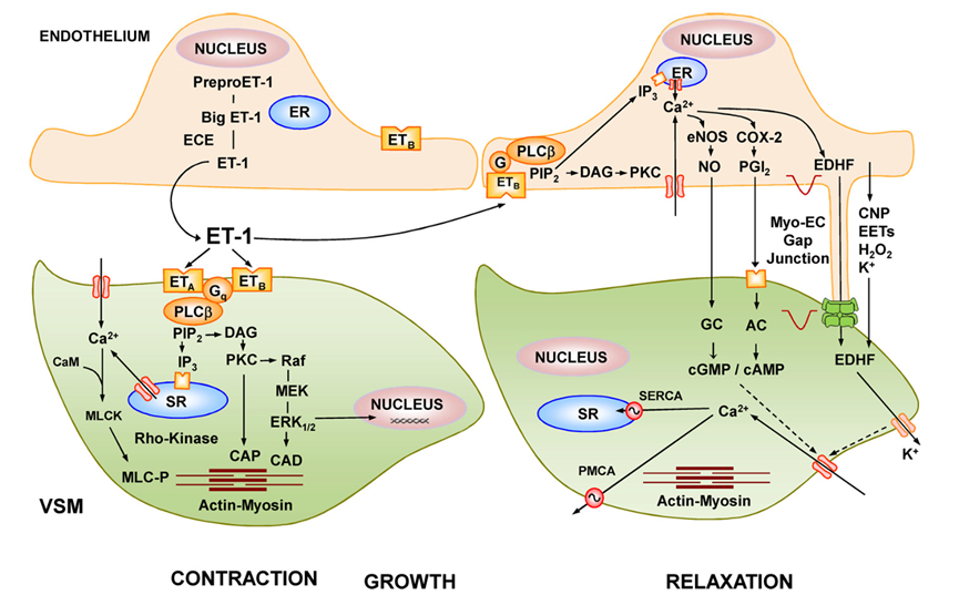 探索ETBR:血管稳态的关键“调节器”