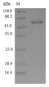 Human CPSF4 Protein蛋白，orb54557