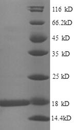 重组蛋白 Escherichia coli 30S ribo