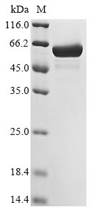 重组蛋白 Bacillus subtilis L-arabi