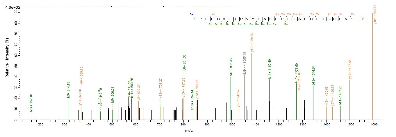 Human CBR1 Protein蛋白,orb603957