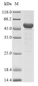 Fungi fap2 Protein蛋白，orb605180