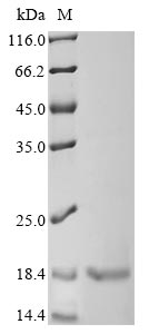 重组蛋白 Lactobacillus plantarum B