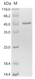 Human IFNA14 Protein蛋白，orb4187
