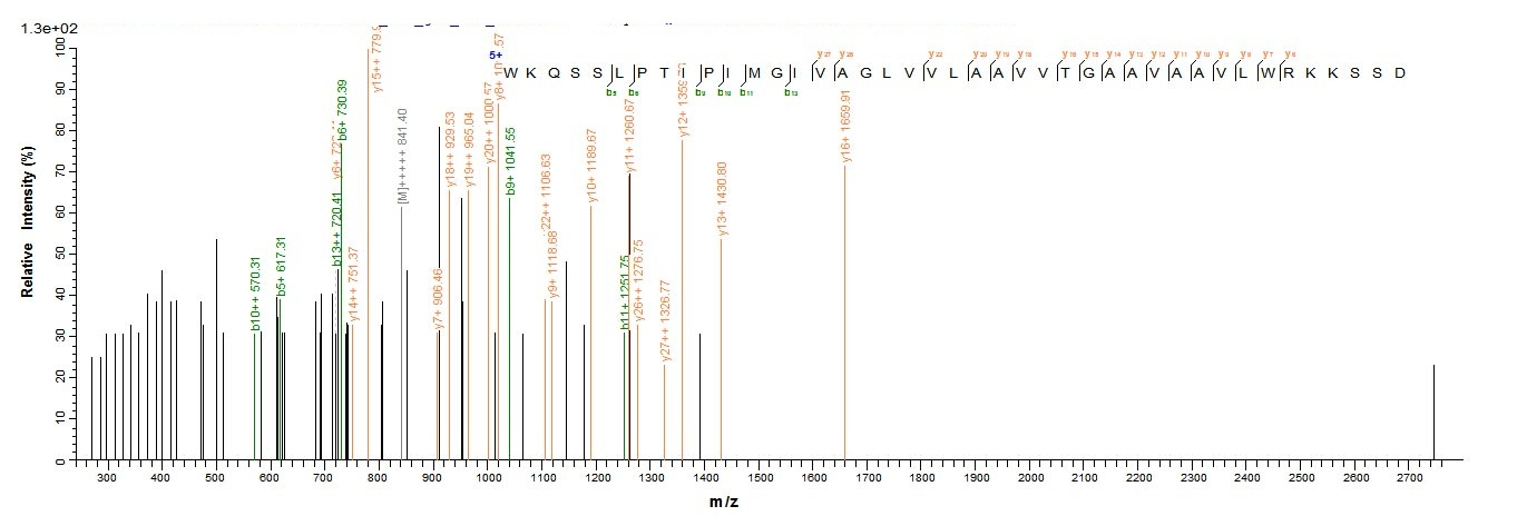 Human HLA G Protein蛋白，orb10317