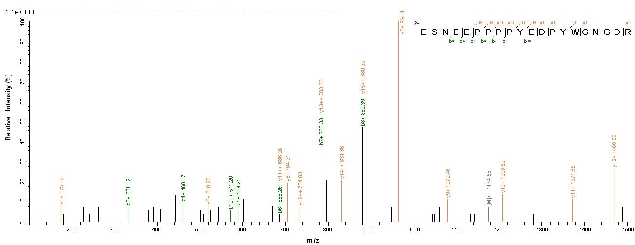 Viral LMP2 Protein蛋白，orb54194，