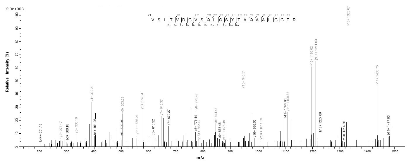 Bacteria tbp1 Protein蛋白，orb605