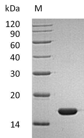 Human IFNA2 Protein蛋白，orb59477