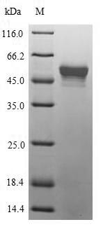 Bacterial pepP Protein蛋白，orb38
