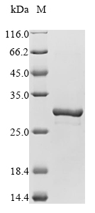 Mouse Pycard Protein蛋白，orb6051