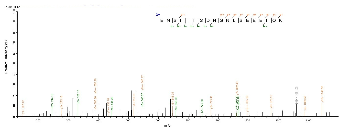 Bacterial dnaK Protein蛋白，orb38