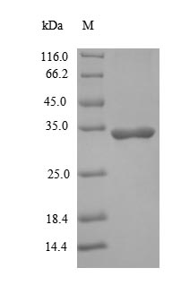 Human IL1B Protein蛋白，orb383023