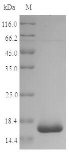 Bacterial groL Protein蛋白，orb38