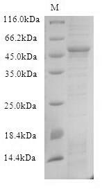 Viral UL49 Protein蛋白,orb54706,
