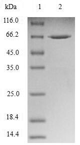 Human NDEL1 Protein蛋白，orb54259