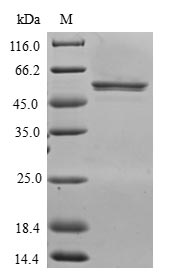 Human CXXC4 Protein蛋白，orb54476