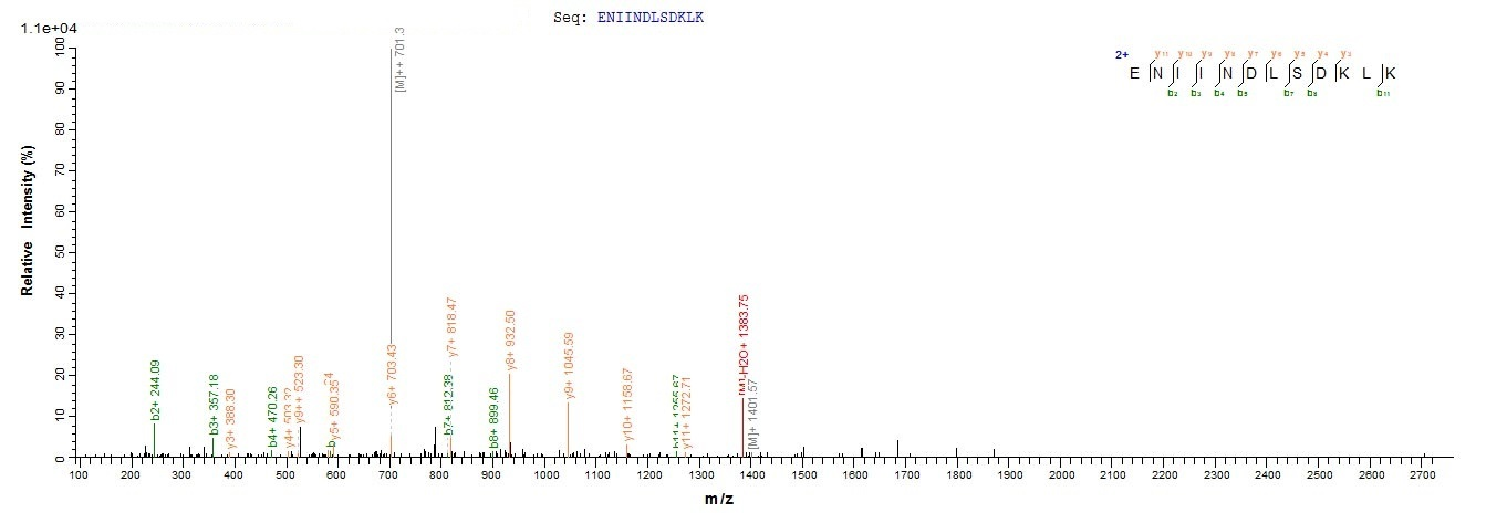 Human RB1CC1 Protein蛋白,orb6050