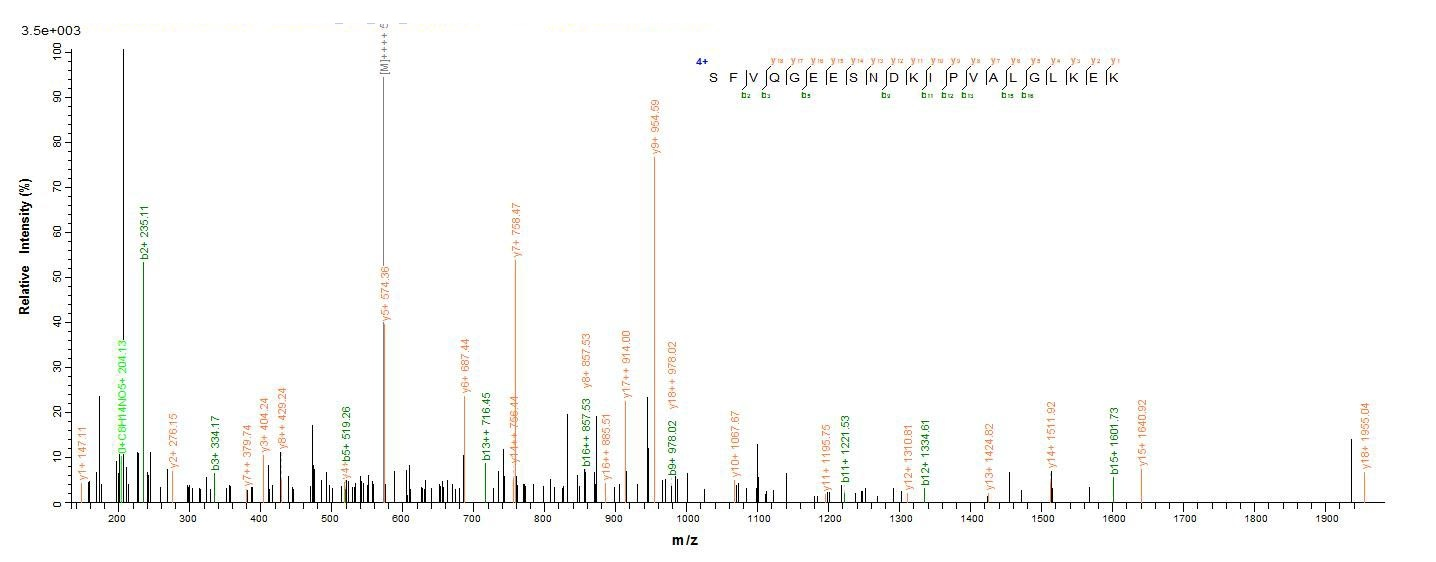 Human IL1B Protein蛋白，orb383023