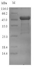 重组蛋白 Norwalk virus Capsid Prot