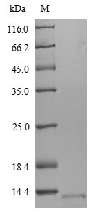 Bacterial esxA Protein蛋白，orb38