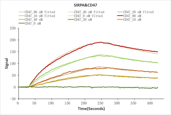Human CD47 Protein蛋白，orb705335