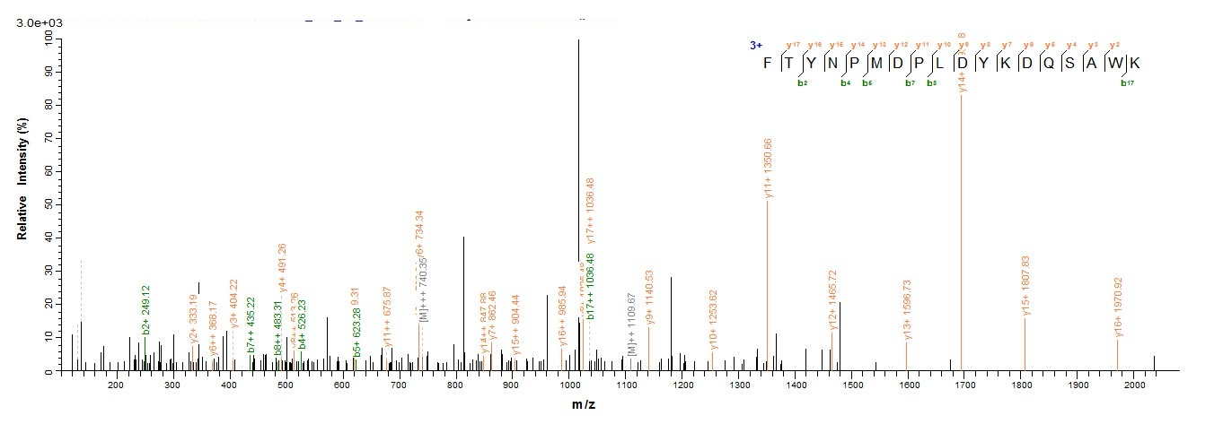 Human CRX Protein蛋白，orb603992，