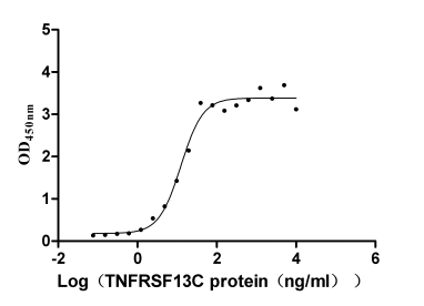 Human TNFSF13B Protein蛋白,orb70