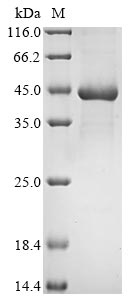 重组蛋白 Escherichia coli Lactose 