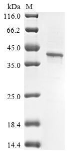 Algae GST Protein蛋白，orb624084，