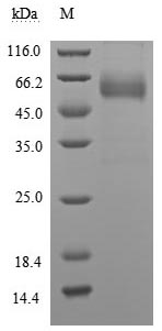 Human CD47 Protein蛋白，orb705335