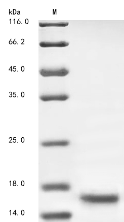Bacteria acpS Protein蛋白，orb605