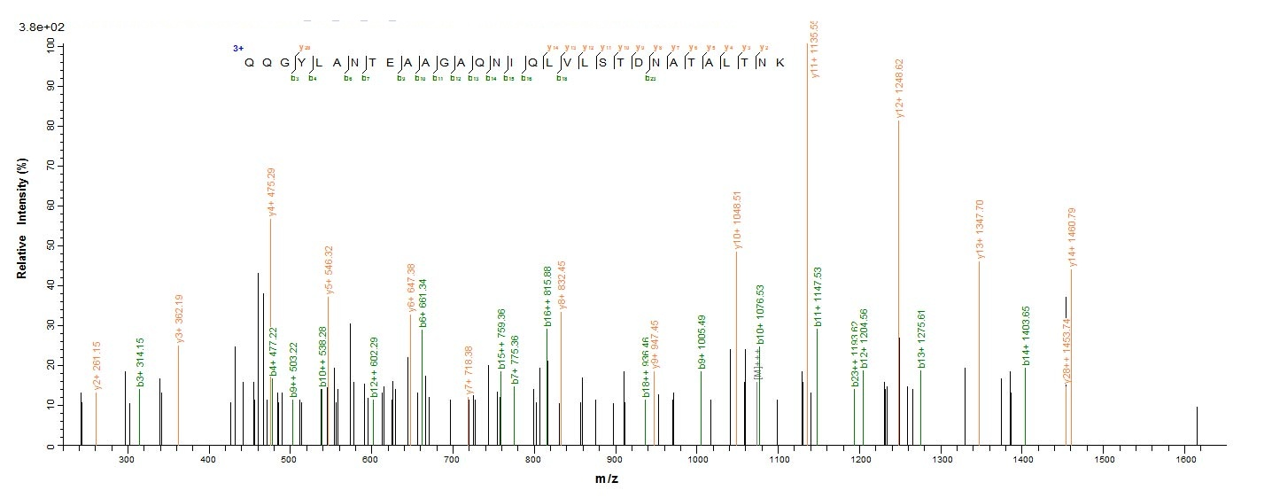 Bacterial mrkA Protein蛋白，orb38