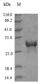 Viral Non-structural polyprote
