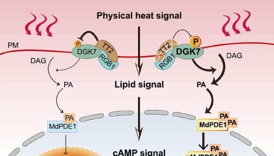 《Cell》重磅揭秘：植物“热感应解码器”如何实现信号从膜到核的精妙传递？