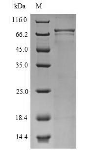human CNGA4 Protein蛋白,orb54674