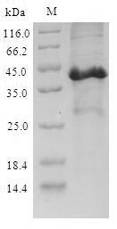 Mouse Scgb3a2 Protein蛋白，orb383