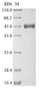 Human TRA2B Protein蛋白，orb59502