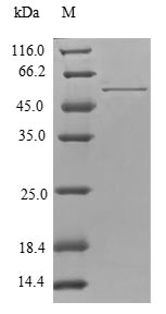 Human TPM4 Protein蛋白，orb54553，