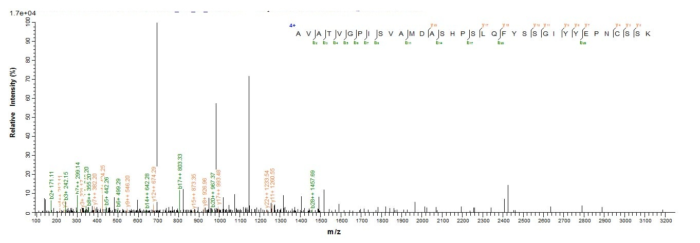 Mouse Ctsl Protein蛋白，orb604008