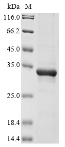 Human METRN Protein蛋白，orb60517