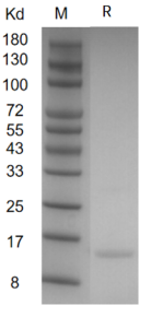  重组人肿瘤坏死因子-α