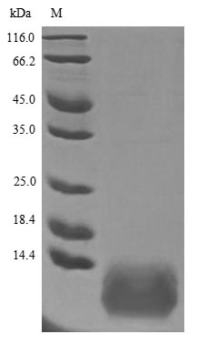 Human TFF3 Protein蛋白，orb605389