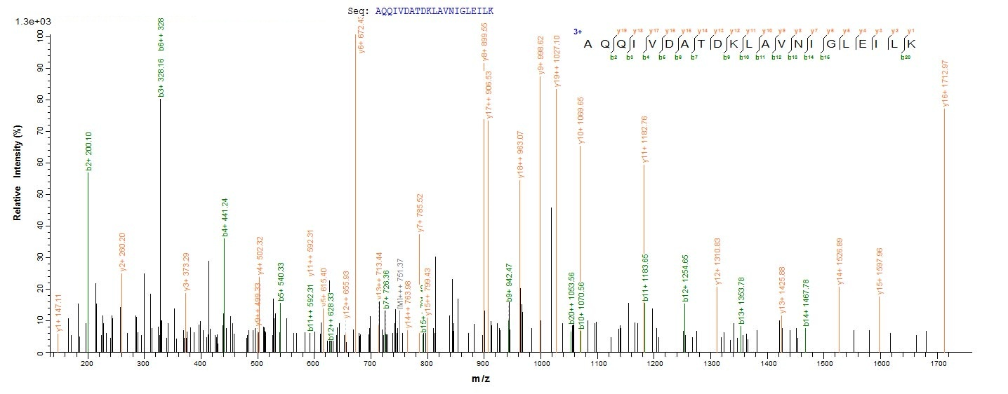 E. coli talB Protein蛋白,orb6047