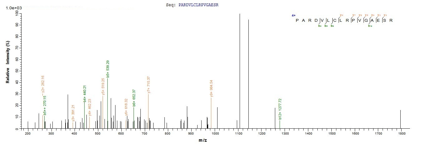 Virus X Protein蛋白，orb605527，bi