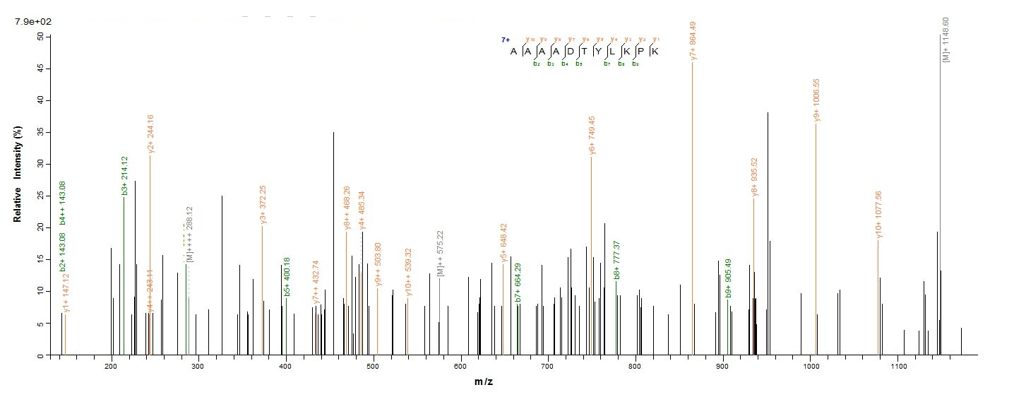 Bacterial mrkA Protein蛋白，orb38
